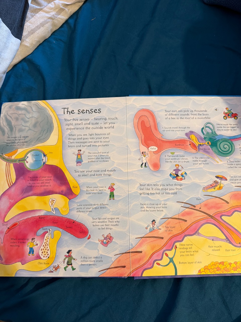See Inside Your Body - Image 3